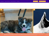 look4dog.com Webseite Vorschau