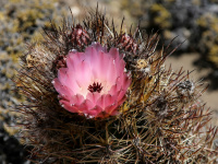 cactus-de-patagonia.de