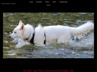 arab-meinhund.ch Webseite Vorschau