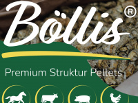boesing-boellis.de Webseite Vorschau