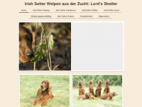 irish-setter-welpen.com Webseite Vorschau
