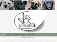 stray-dogs-bosnien.com Webseite Vorschau