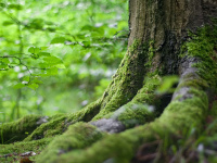 waldkinder-luedersen.de Webseite Vorschau