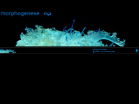 morphogenese.com Webseite Vorschau