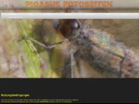 pigasus.de Webseite Vorschau