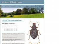 latridiidae.de Webseite Vorschau