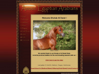 amoun-egyptian-arabians.com Webseite Vorschau