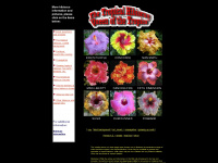 trop-hibiscus.com Webseite Vorschau
