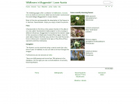 wildblumen.at Webseite Vorschau