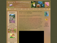 renyswildflowers.com Webseite Vorschau