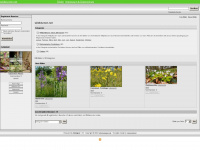wildblumen.net Webseite Vorschau
