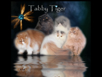 tabby-tiger.de Webseite Vorschau