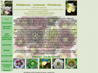 Helleborus-hellebores.com
