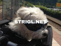 strigl.net