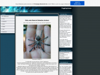 spiderbasti.de.tl Webseite Vorschau