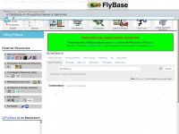 flybase.org Webseite Vorschau