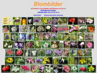 Blombilder.se