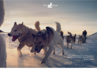 schlittenhundetouren.net Webseite Vorschau