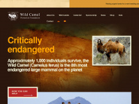 wildcamels.com Webseite Vorschau