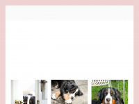 bernersennenhunde-zuerihorn.ch Webseite Vorschau