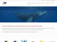 icewhale.is Webseite Vorschau