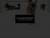 chihuahuas-von-der-wallenburg.de Webseite Vorschau