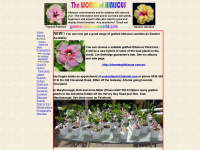 hibiscusworld.com Webseite Vorschau