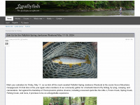 paflyfish.com Webseite Vorschau