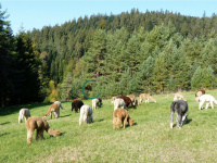 alpaca-village.de Webseite Vorschau