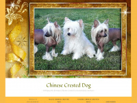 chinese-crested-zucht.de Webseite Vorschau