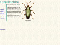 Curculionidae.de