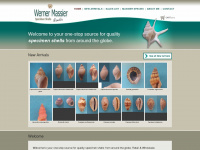 massier-seashells.com Webseite Vorschau