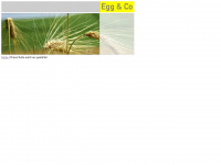egg.co.at Webseite Vorschau