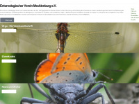 entomologie-mv.de Webseite Vorschau