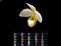 ground-orchids.de