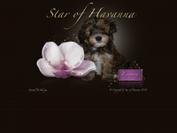 havaneser-star.de Webseite Vorschau