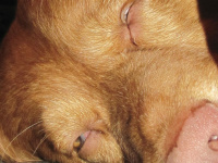 indy-redtoller.at