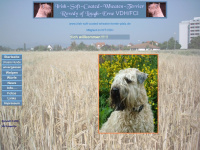 irish-soft-coated-wheaten-terrier-pfalz.de Thumbnail
