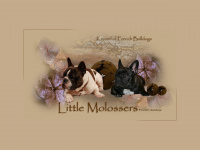 little-molossers.ch Thumbnail