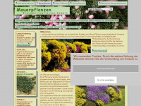 mauerpflanzen.de Webseite Vorschau