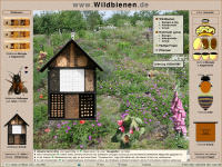 wildbienen.de Webseite Vorschau