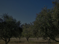 oliven-garten.de Thumbnail