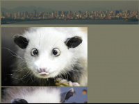 opossum.ch Webseite Vorschau