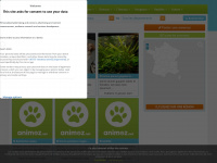 animoz.net Webseite Vorschau