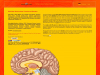 brain-maps.com Webseite Vorschau