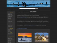 whale-images.com Webseite Vorschau