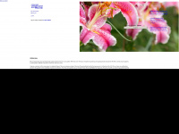 blomsbulbs.com Webseite Vorschau