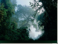 bonga-forest.com