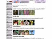 exotic-plants.de Webseite Vorschau