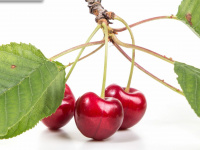 cherry-pick.de Webseite Vorschau